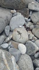 Microlophus atacamensis