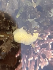 Cadlina modesta