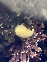 Cadlina modesta