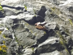 Odorrana chloronota