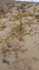Oenothera coquimbensis