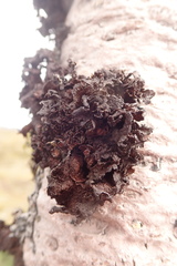 Tuckermanopsis platyphylla