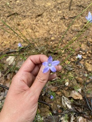 Wahlenbergia stricta