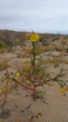 Oenothera coquimbensis