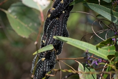 Perga affinis