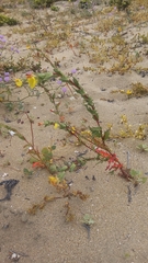 Oenothera coquimbensis