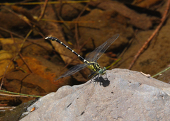 Hemigomphus heteroclytus