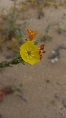 Oenothera coquimbensis