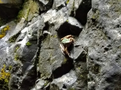 Odorrana chloronota