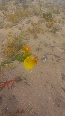 Oenothera coquimbensis