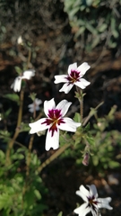 Jamesbrittenia racemosa