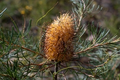Banksia spinulosa
