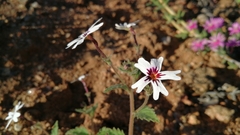 Jamesbrittenia racemosa