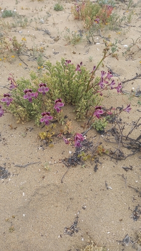 Alstroemeria werdermannii (Alstroemeria werdermannii)