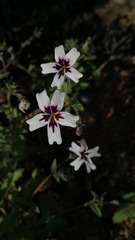 Jamesbrittenia racemosa