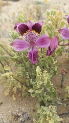 Alstroemeria werdermannii werdermannii