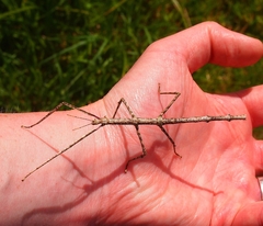 Argosarchus horridus