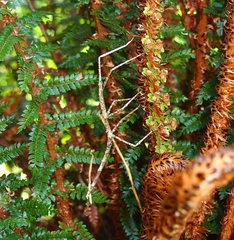 Argosarchus horridus