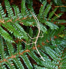 Argosarchus horridus