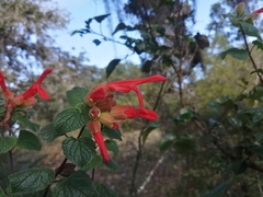 Salvia regla