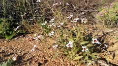 Jamesbrittenia racemosa