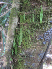 Loxogramme dictyopteris