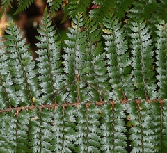 Leptotarsus albistigma