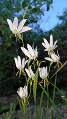 Hesperantha bachmannii