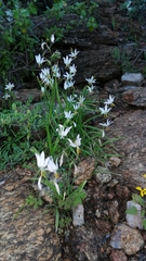 Hesperantha bachmannii