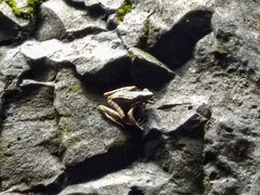 Odorrana chloronota