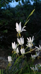 Hesperantha bachmannii