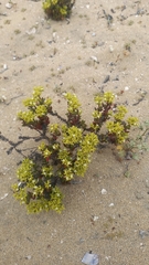 Chorizanthe mieresii