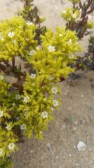 Chorizanthe mieresii