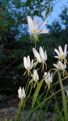 Hesperantha bachmannii