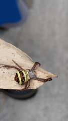 Argiope aetheroides