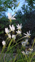 Hesperantha bachmannii