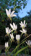 Hesperantha bachmannii