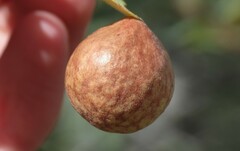 Atrusca brevipennata