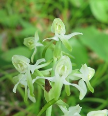 Platanthera mixta