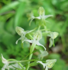 Platanthera mixta