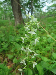 Platanthera mixta