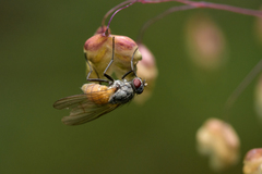 Thricops semicinereus