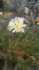 Plectocephalus chilensis