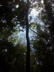 Dalbergia granadillo