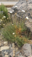 Plectocephalus chilensis