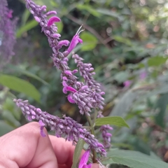 Salvia purpurea