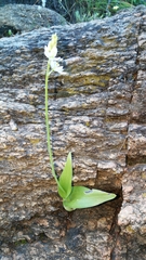 Ornithogalum hispidum hispidum