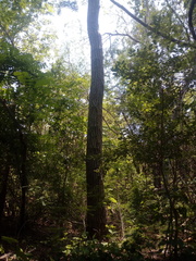 Dalbergia granadillo