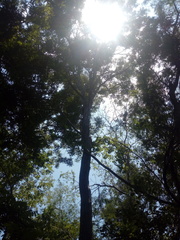 Dalbergia granadillo