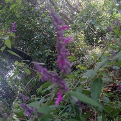 Salvia purpurea